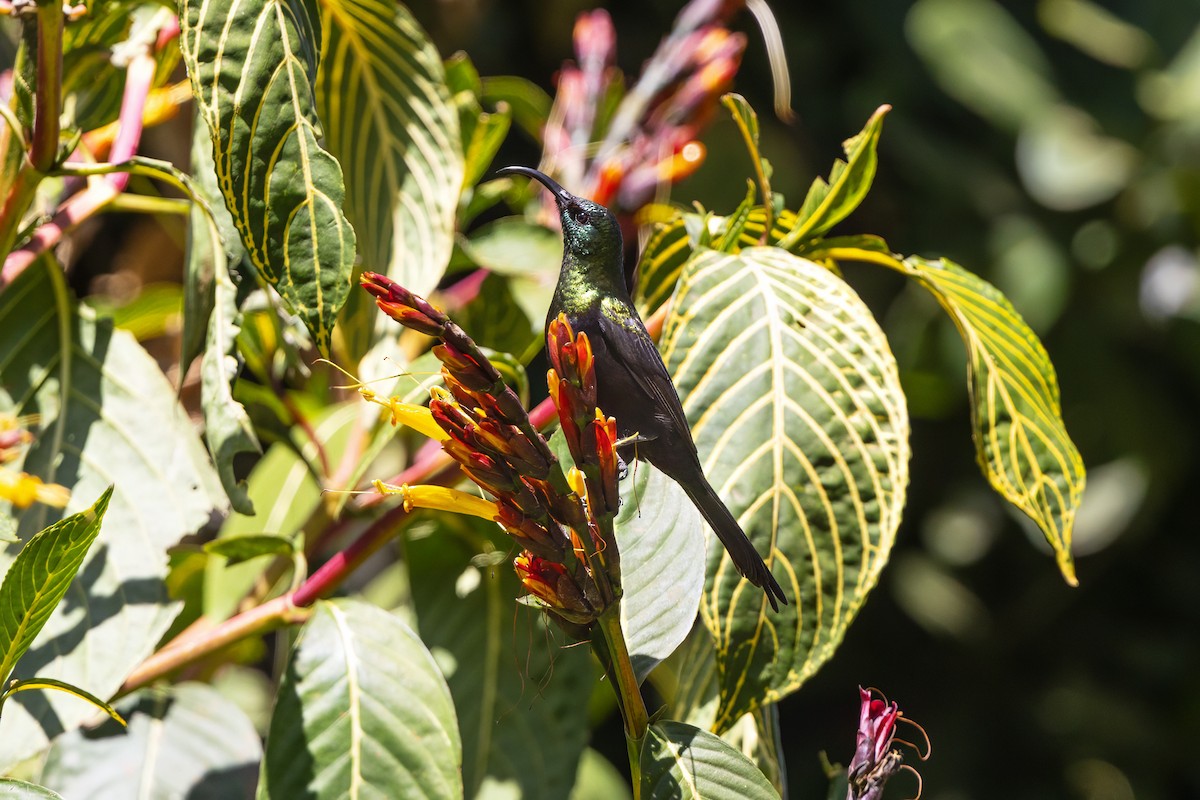 Bronze Sunbird - ML646393440