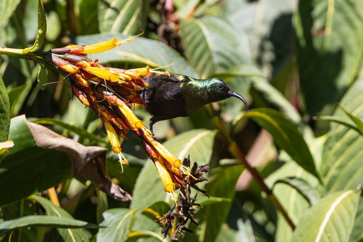 Bronze Sunbird - ML646393441