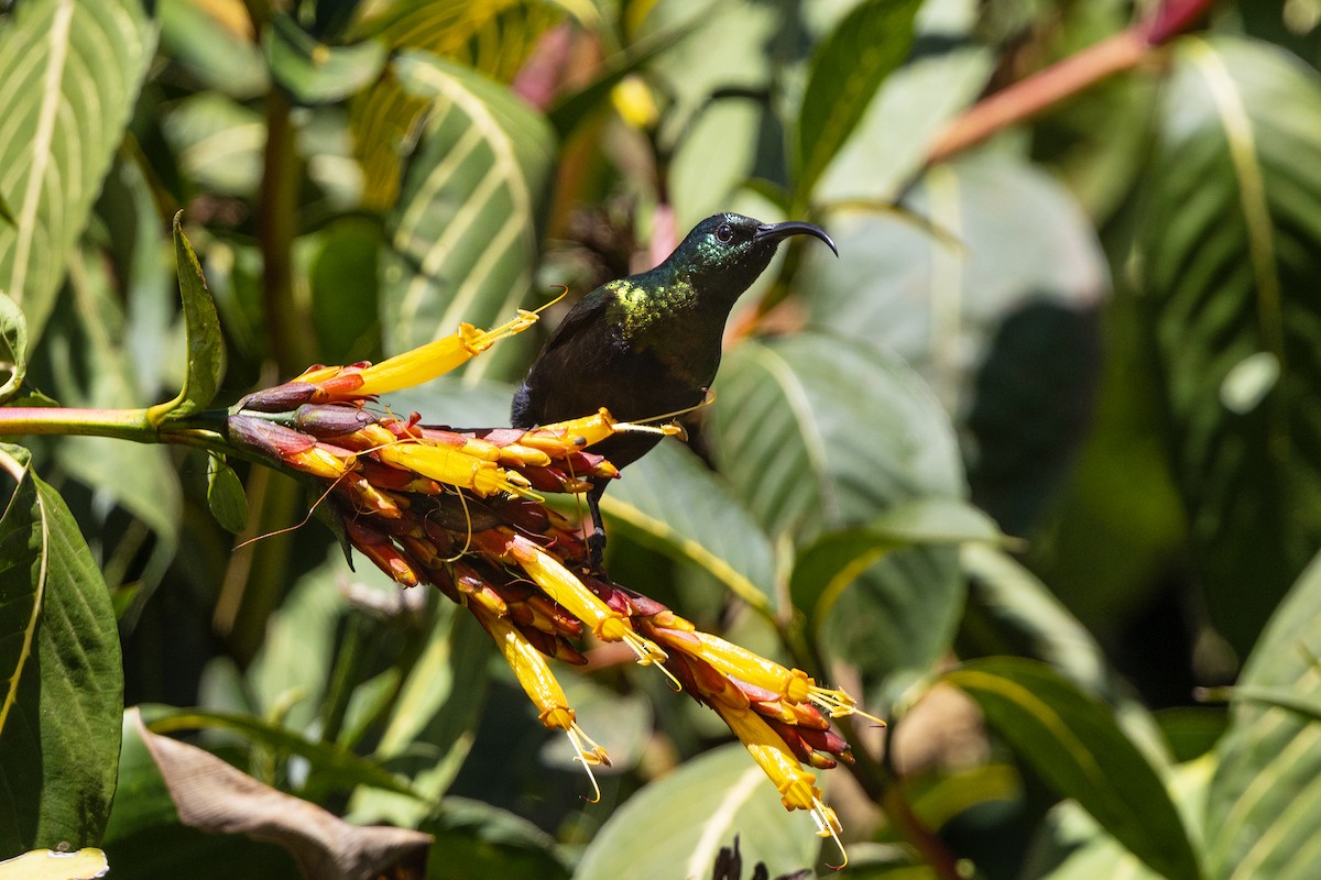 Bronze Sunbird - ML646393442