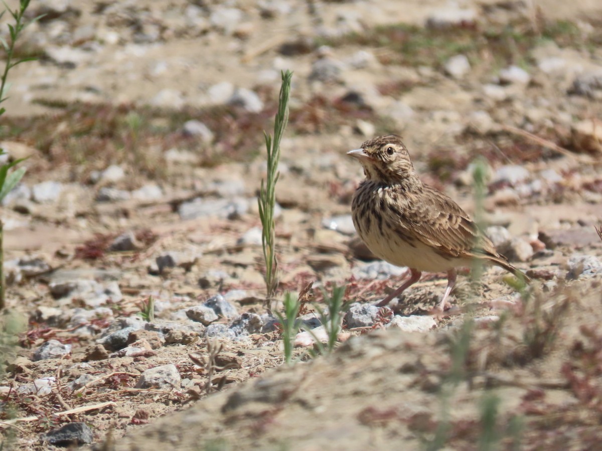 Thekla's Lark - ML646393443