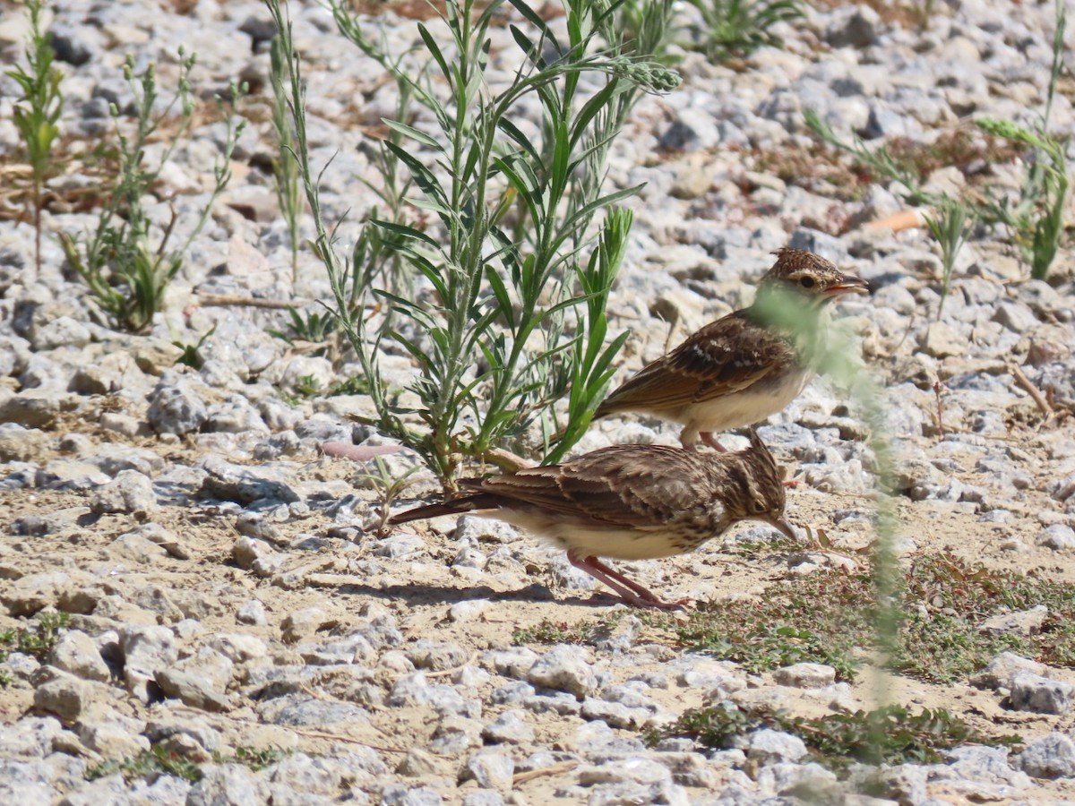 Thekla's Lark - ML646393444