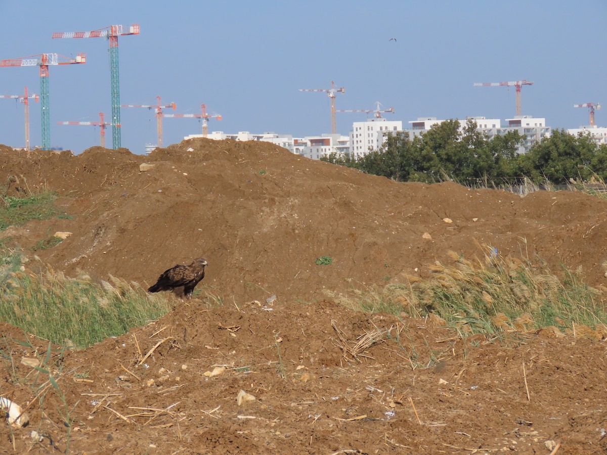 Greater Spotted Eagle - ML646393445