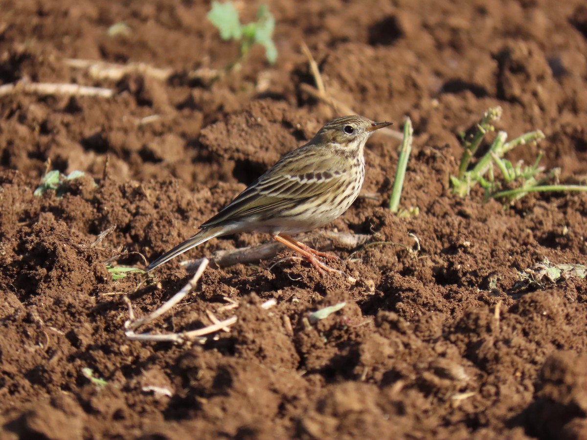 Meadow Pipit - ML646393446