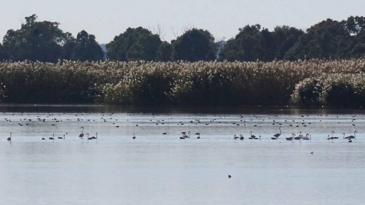 Greater Flamingo - ML646393448