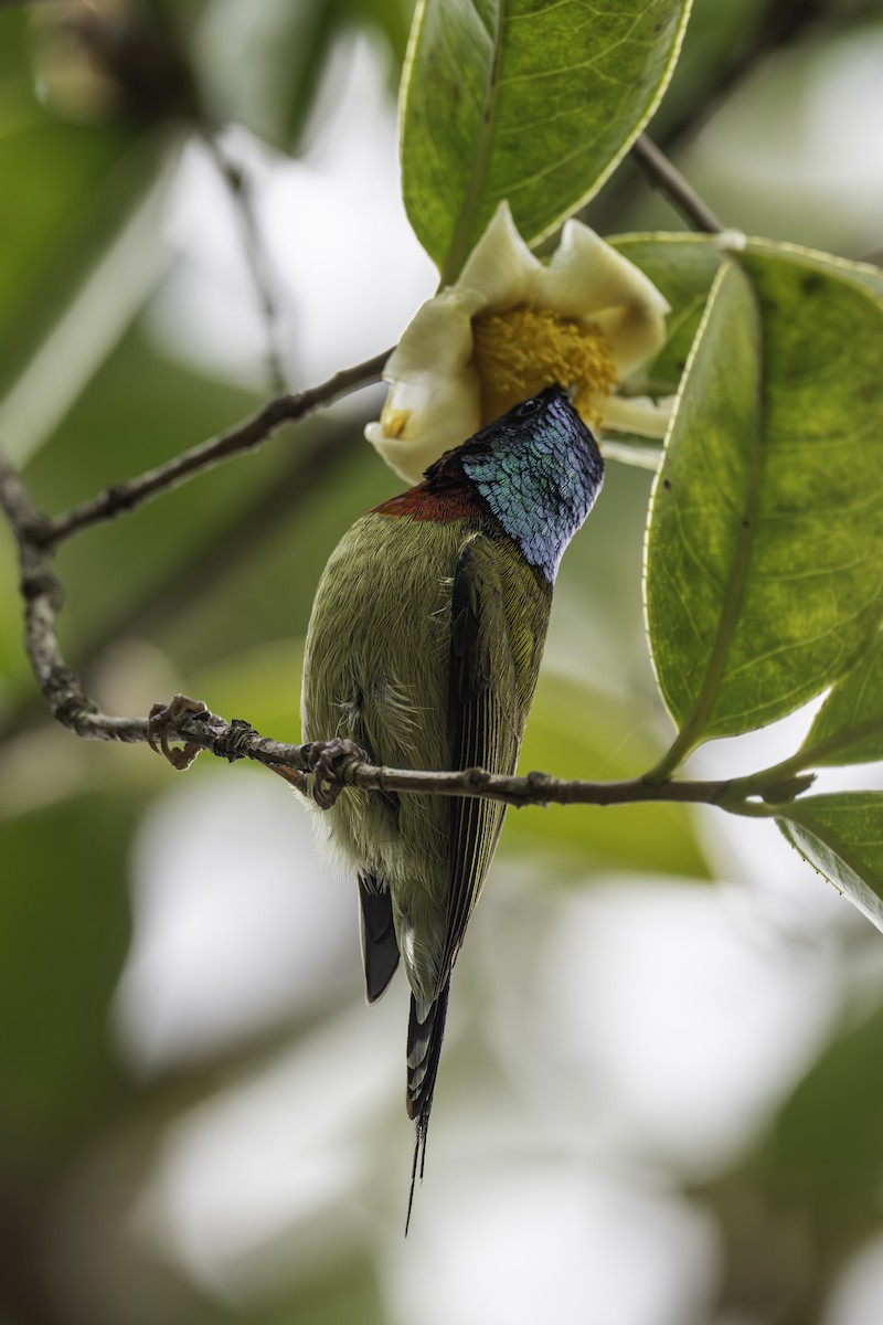 Fork-tailed Sunbird - ML646393450