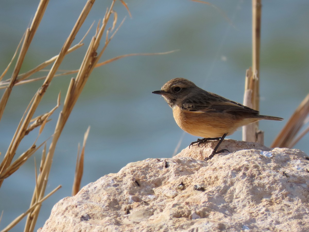 European Stonechat - ML646393451