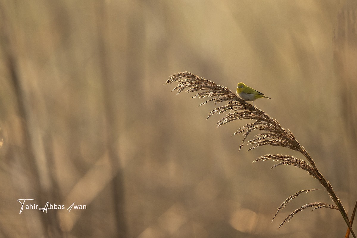 Indian White-eye - ML646393452
