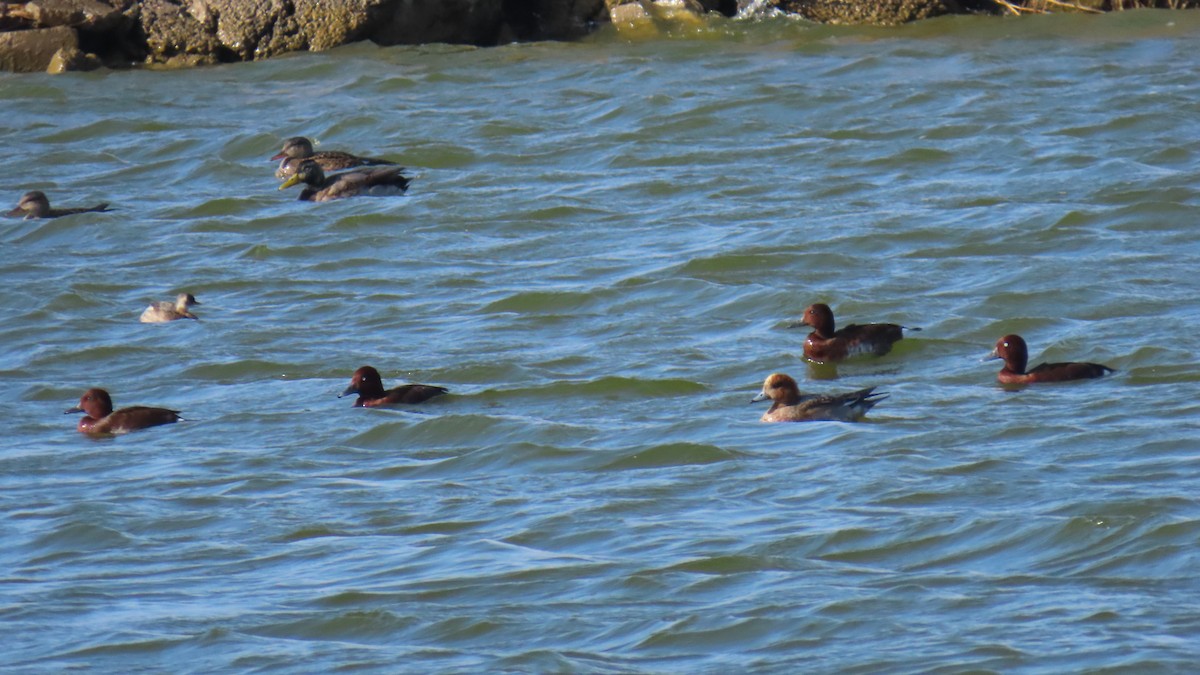 Eurasian Wigeon - ML646393453