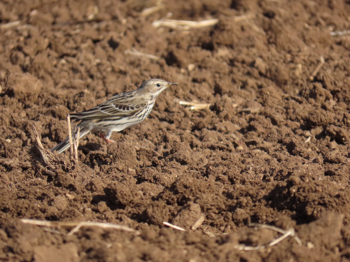 Red-throated Pipit - ML646393455