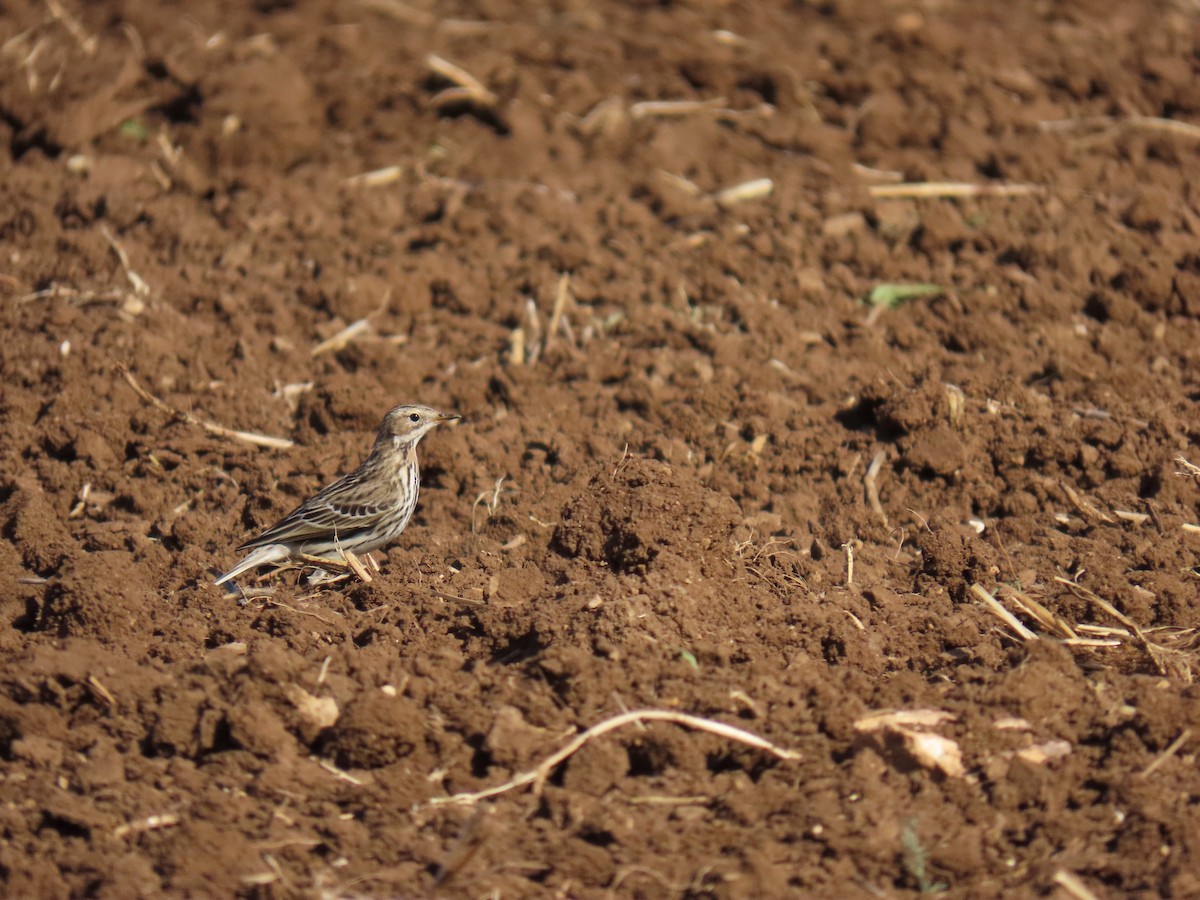Red-throated Pipit - ML646393456