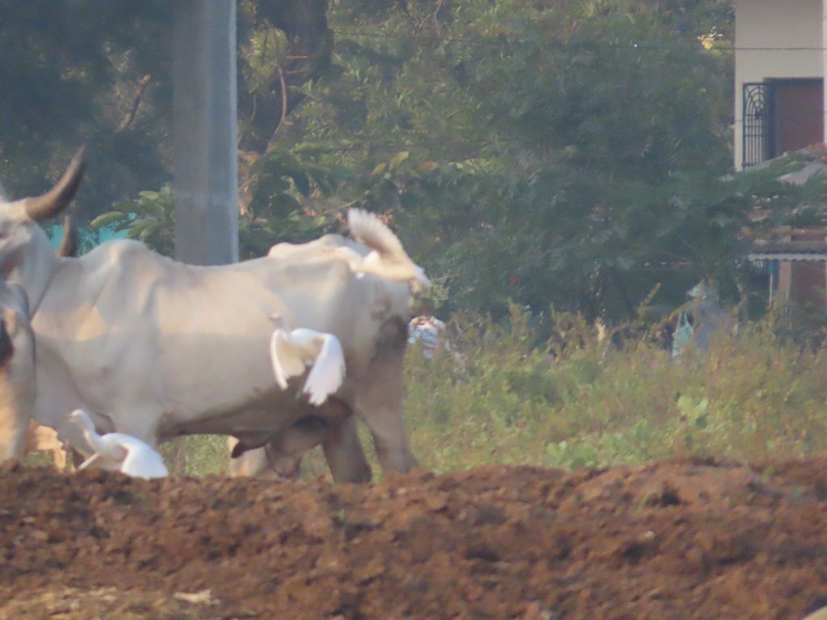 Eastern Cattle-Egret - ML646393457