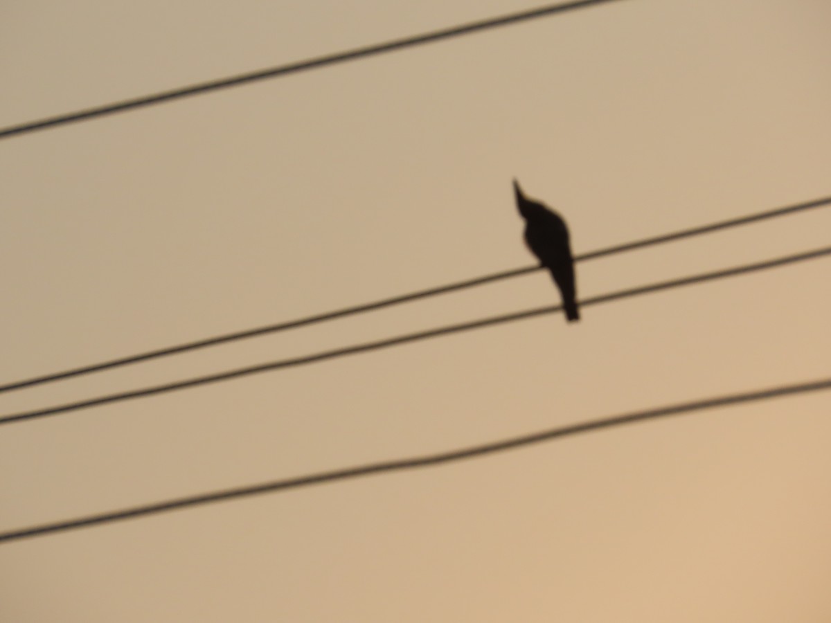 Common Hoopoe - ML646393459