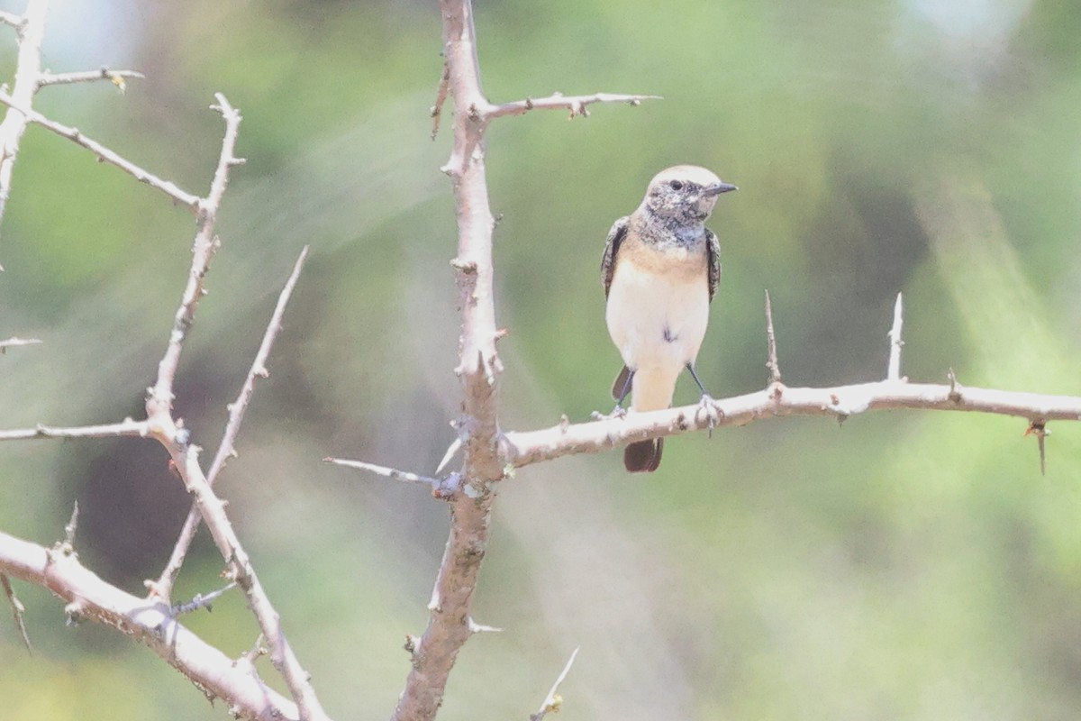 Pied Wheatear - ML646393460