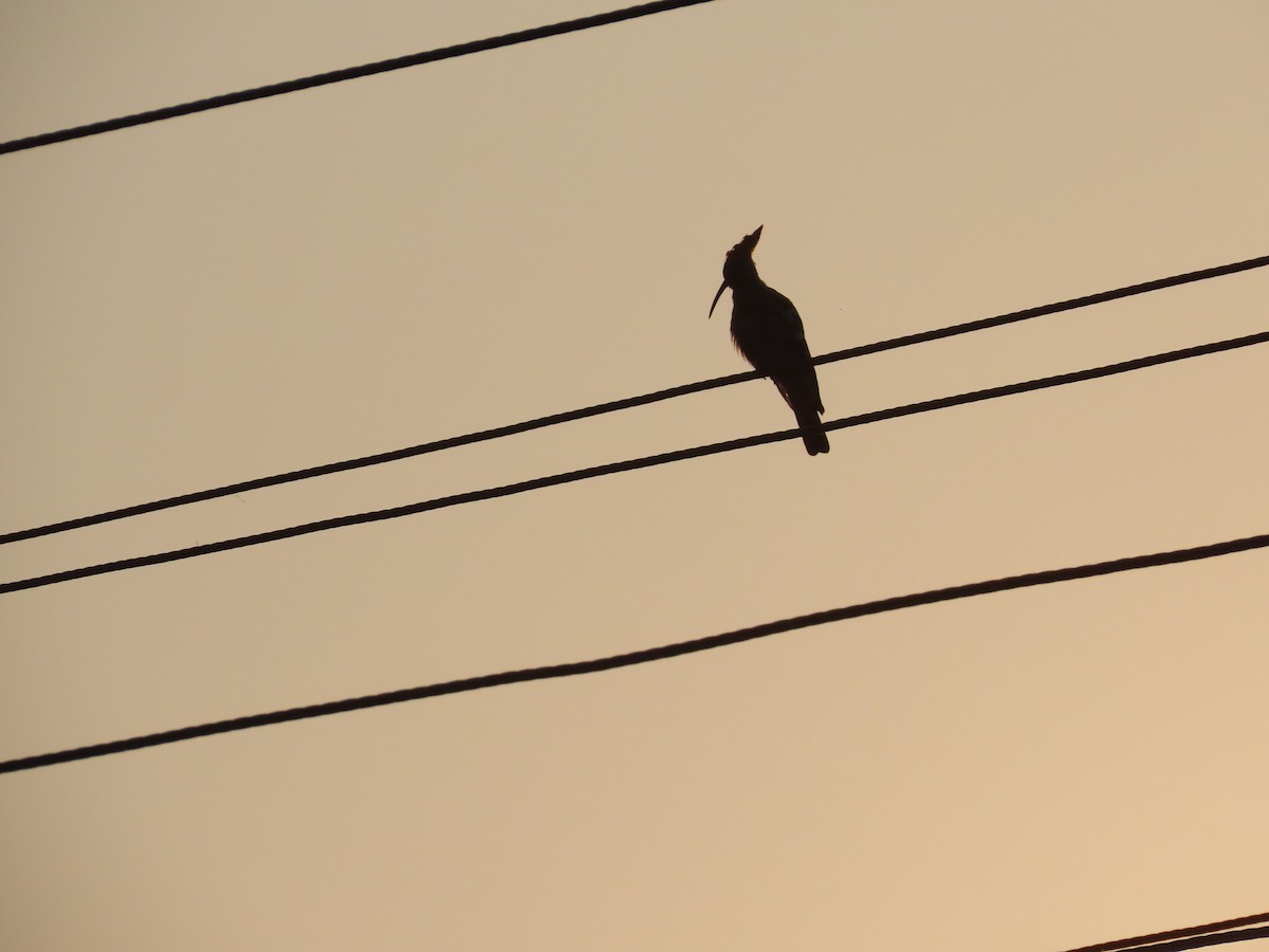 Удод - ML646393461