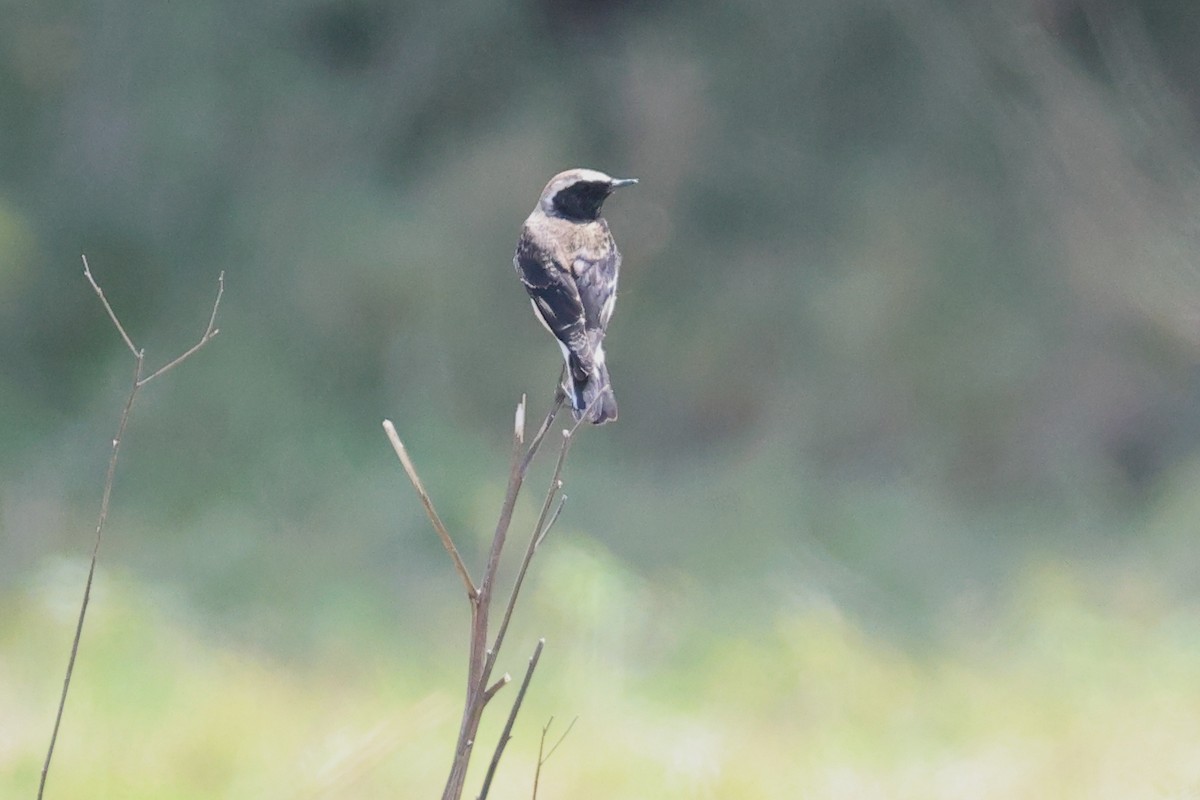 Каменка-плешанка - ML646393466