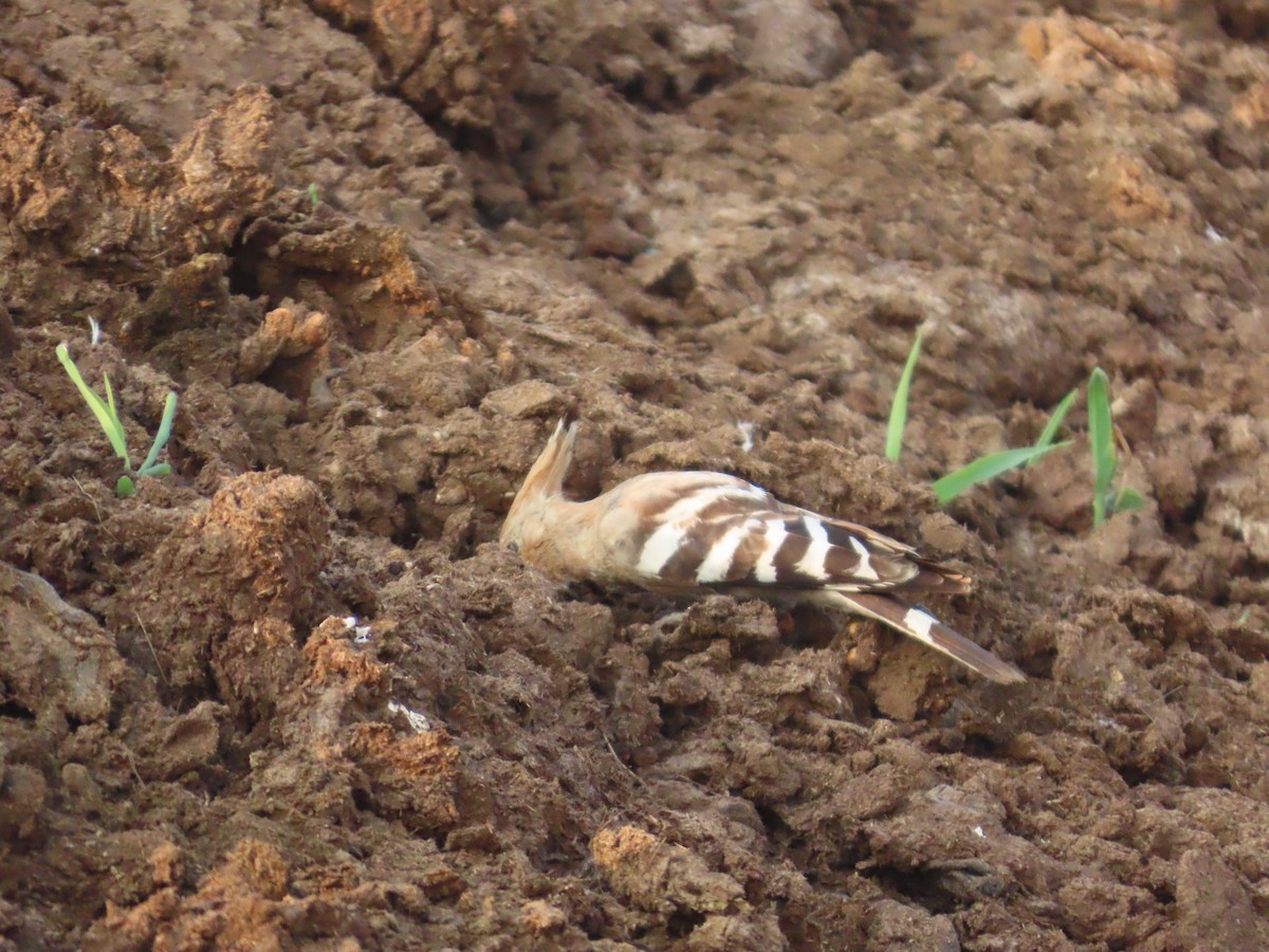 Удод - ML646393473