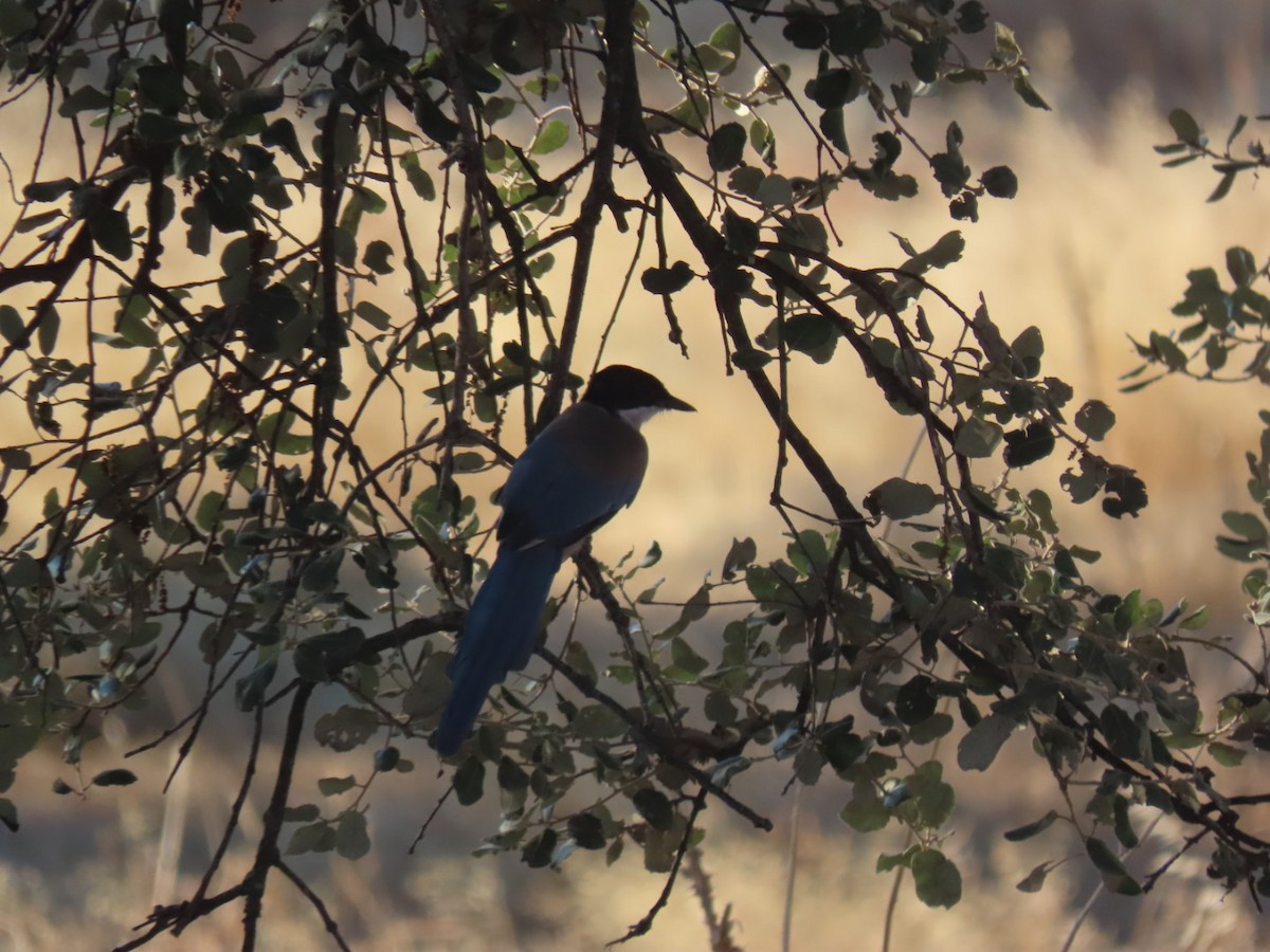 Иберийская сорока - ML646393474