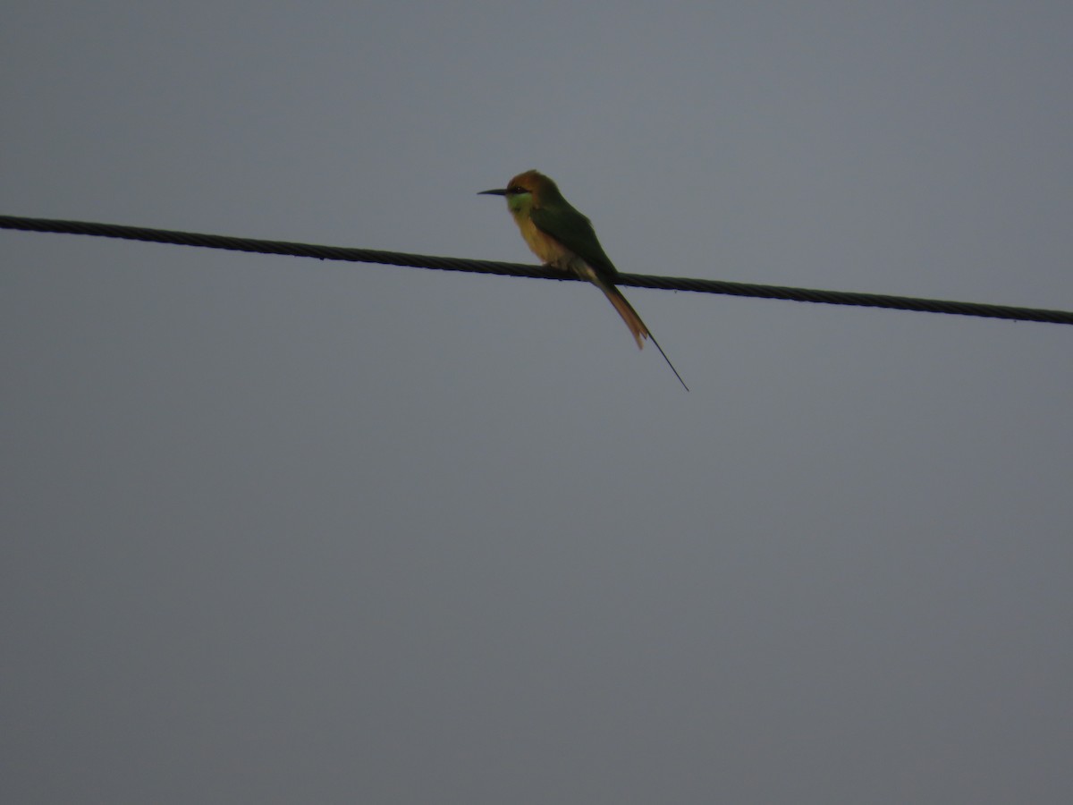 Asian Green Bee-eater - ML646393477