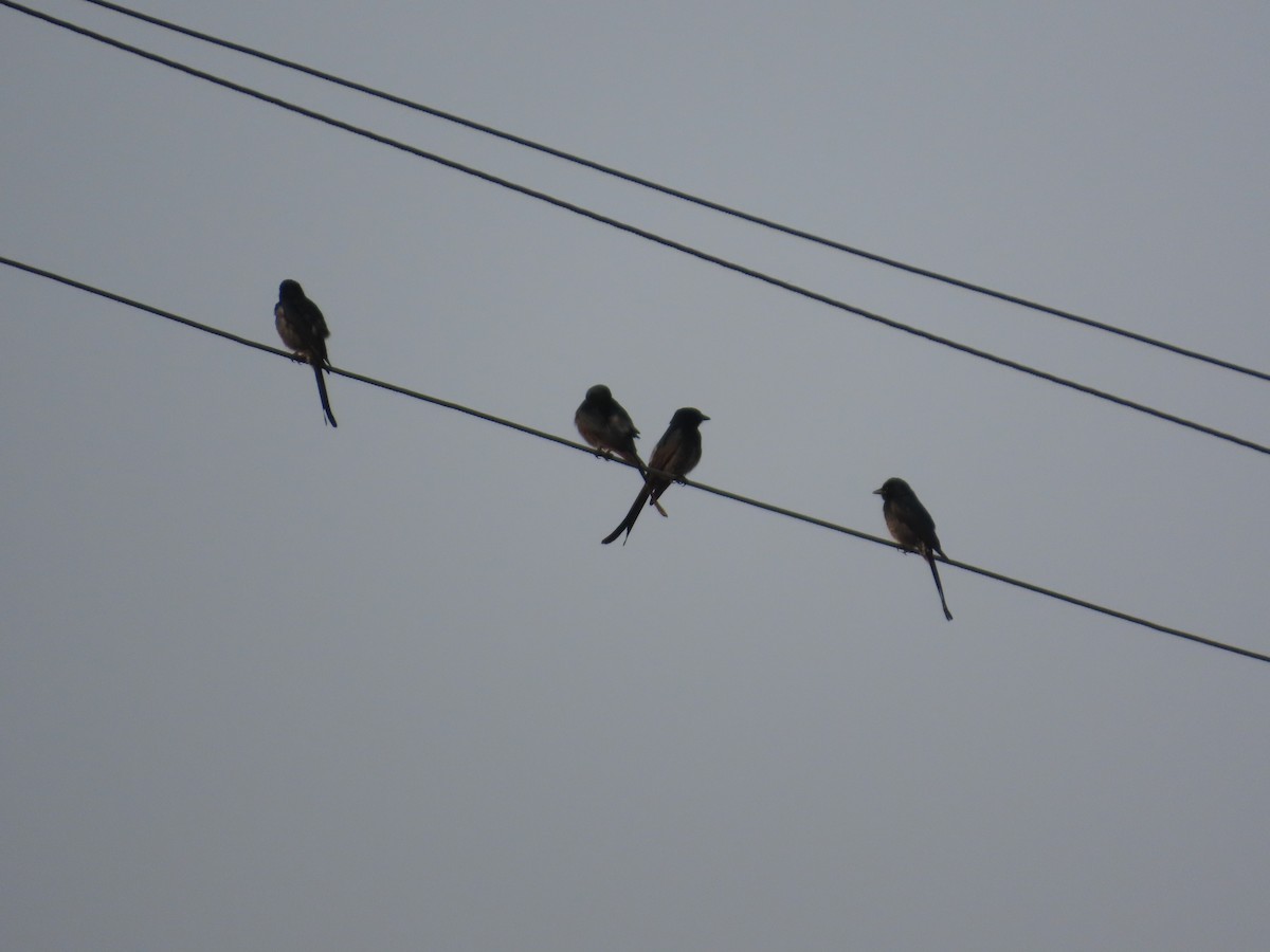 Черный дронго - ML646393479