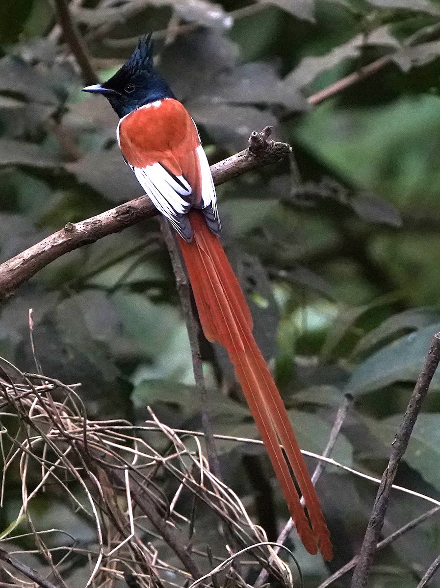 Райская мухоловка - ML646393481