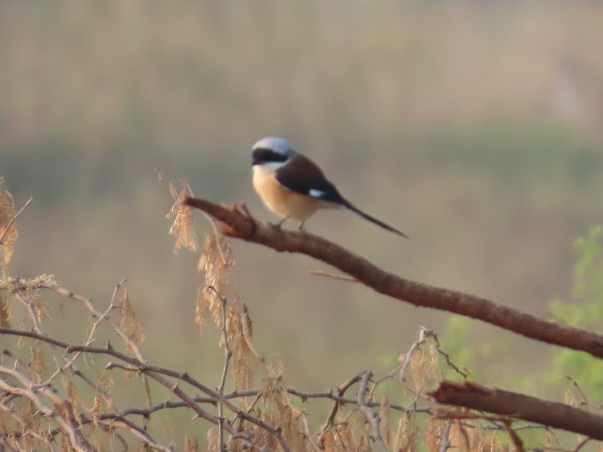 Индийский жулан - ML646393483