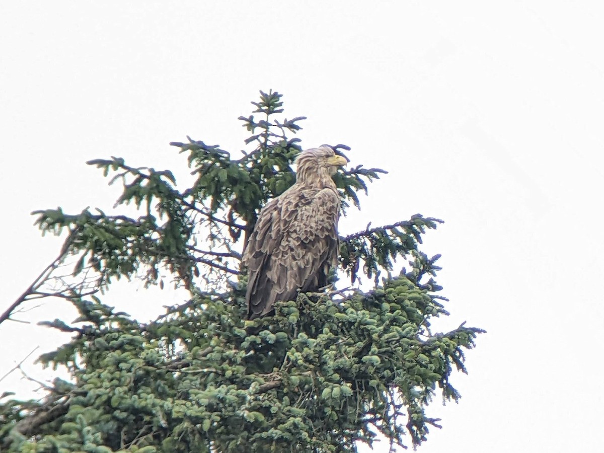 Орлан-белохвост - ML646393484