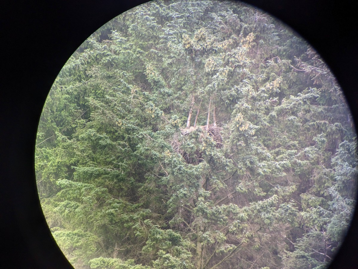 Орлан-белохвост - ML646393485