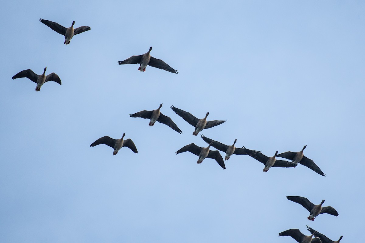 Короткоклювый гуменник - ML646393486