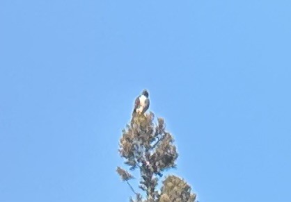 Хохлатый орёл - ML646393490