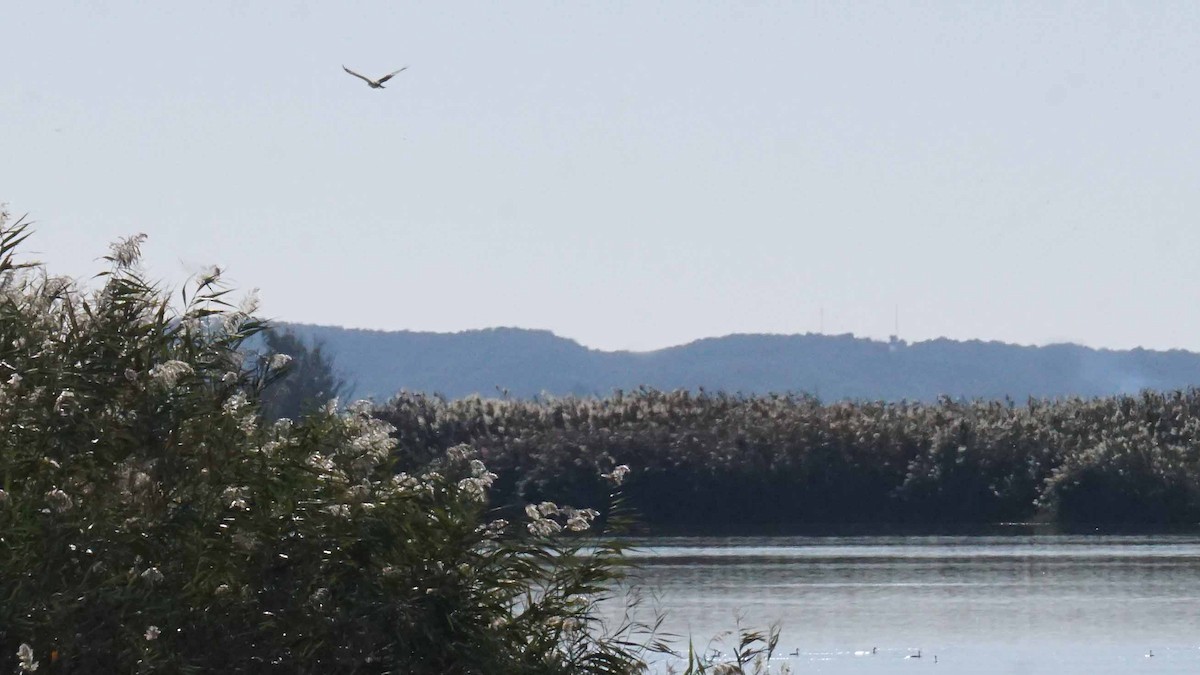 Скопа - ML646393491