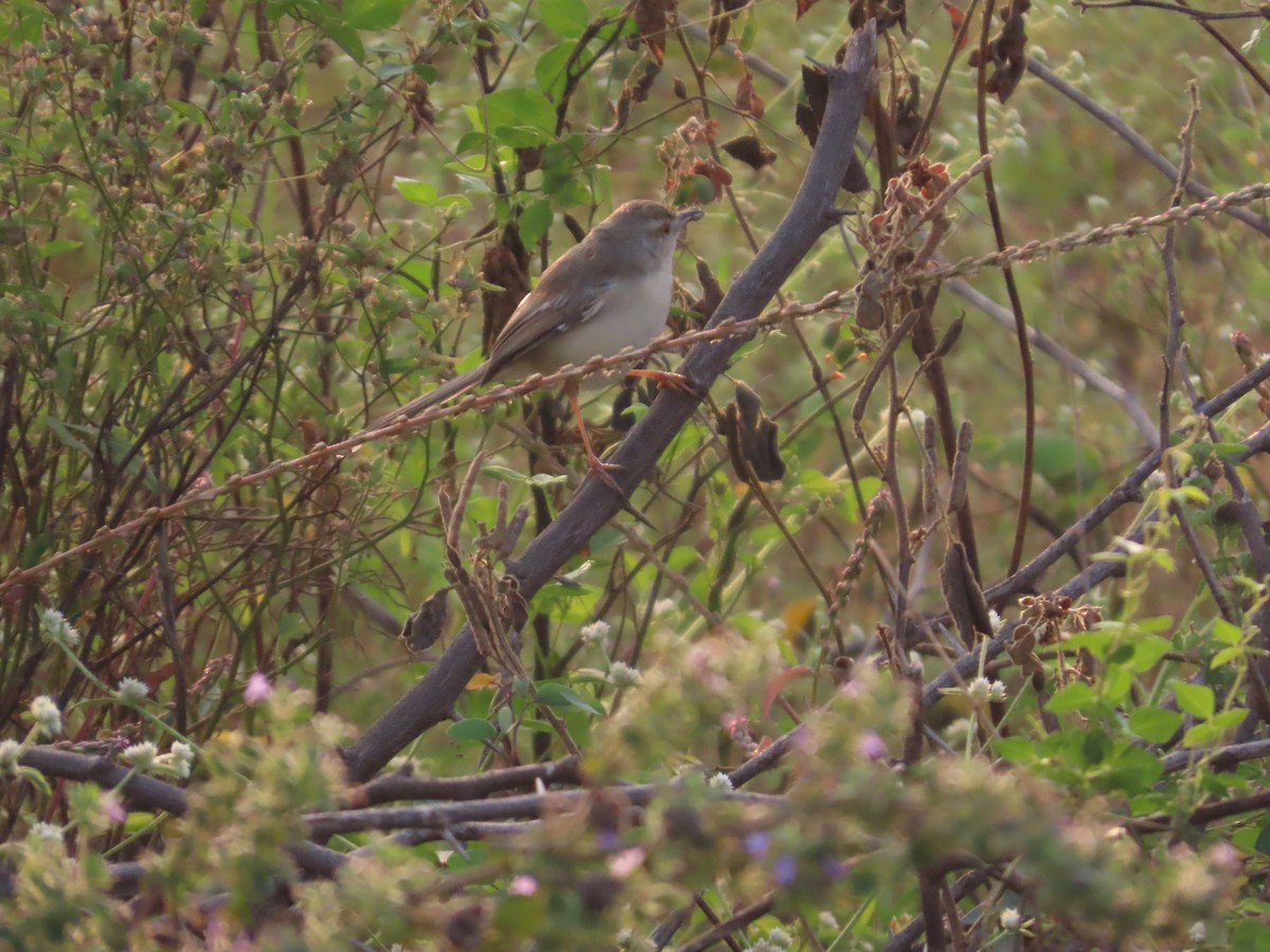Буроголовая приния - ML646393492