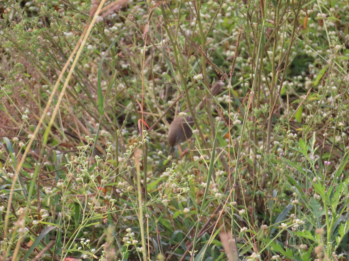 Буроголовая приния - ML646393493