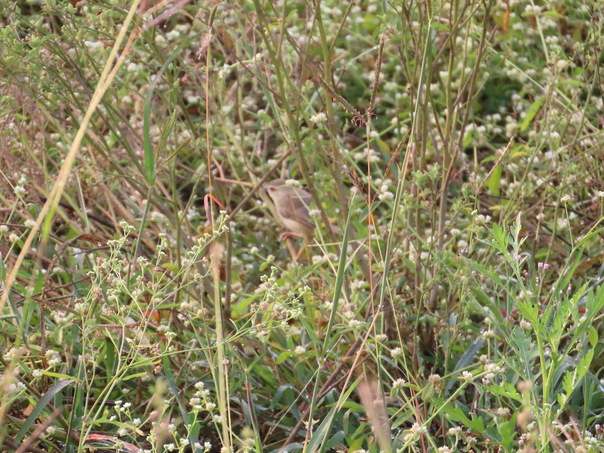 Буроголовая приния - ML646393494