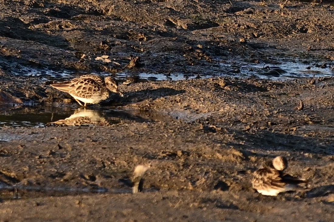 Least Sandpiper - ML646393495