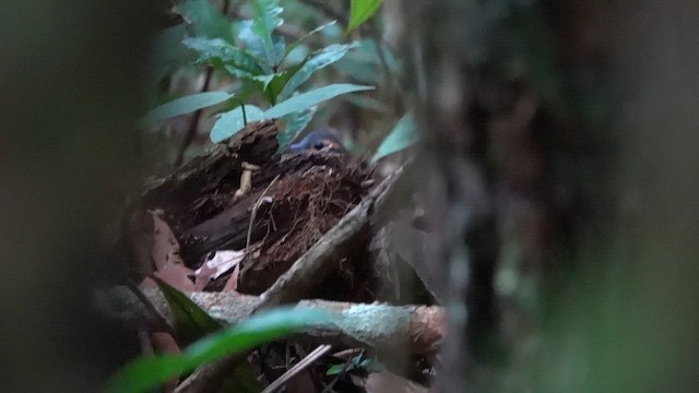 Serra do Divisor Tinamou (undescribed form) - ML646393496