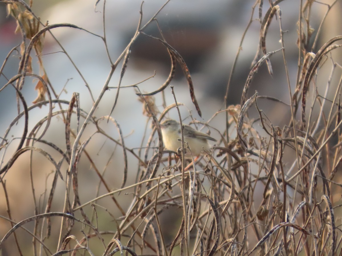 Plain Prinia - ML646393498