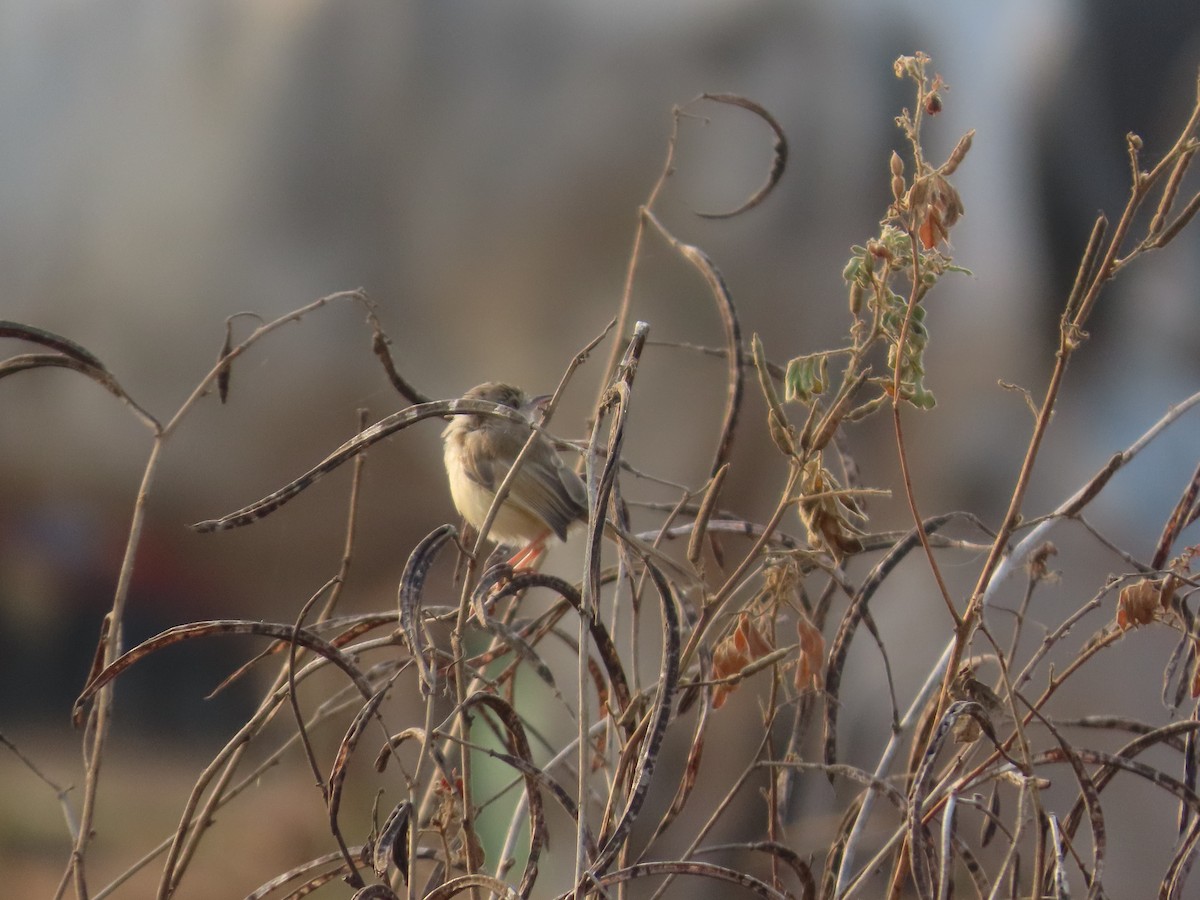 Plain Prinia - ML646393499