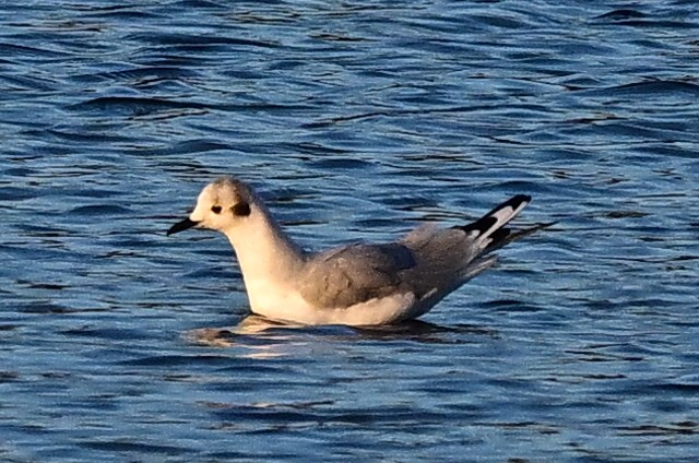 Мартин канадський - ML646393500