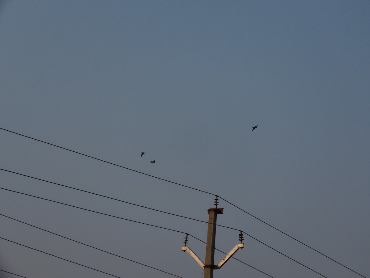 vlaštovka tmavá - ML646393509