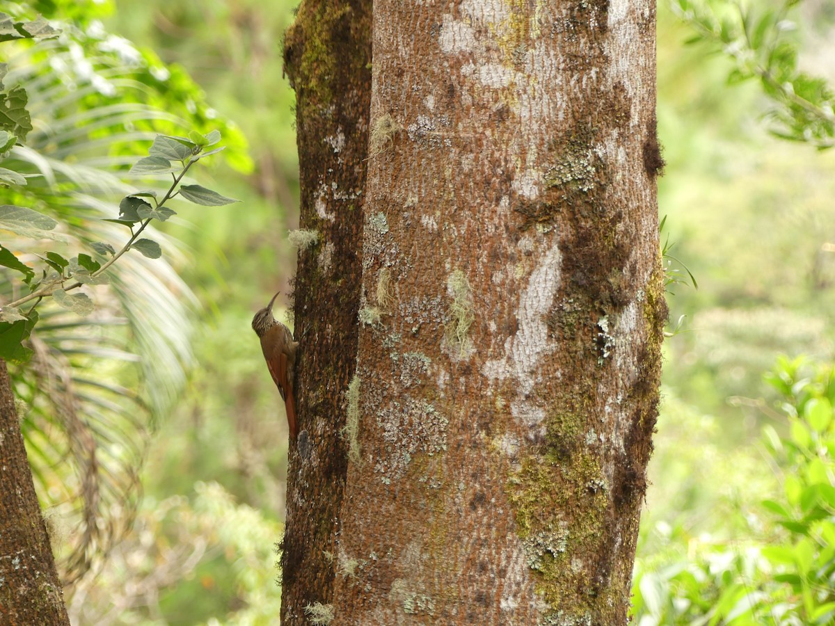 Streak-headed Woodcreeper - ML646393510