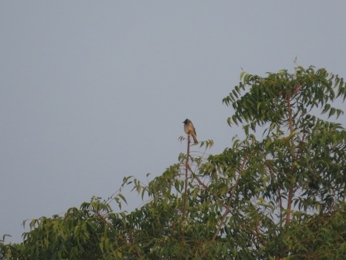 bulbul šupinkový - ML646393512