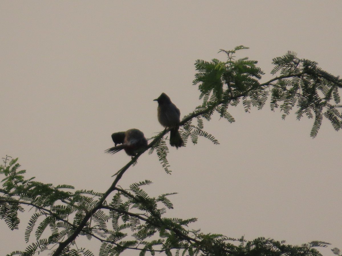 Rotsteißbülbül - ML646393516