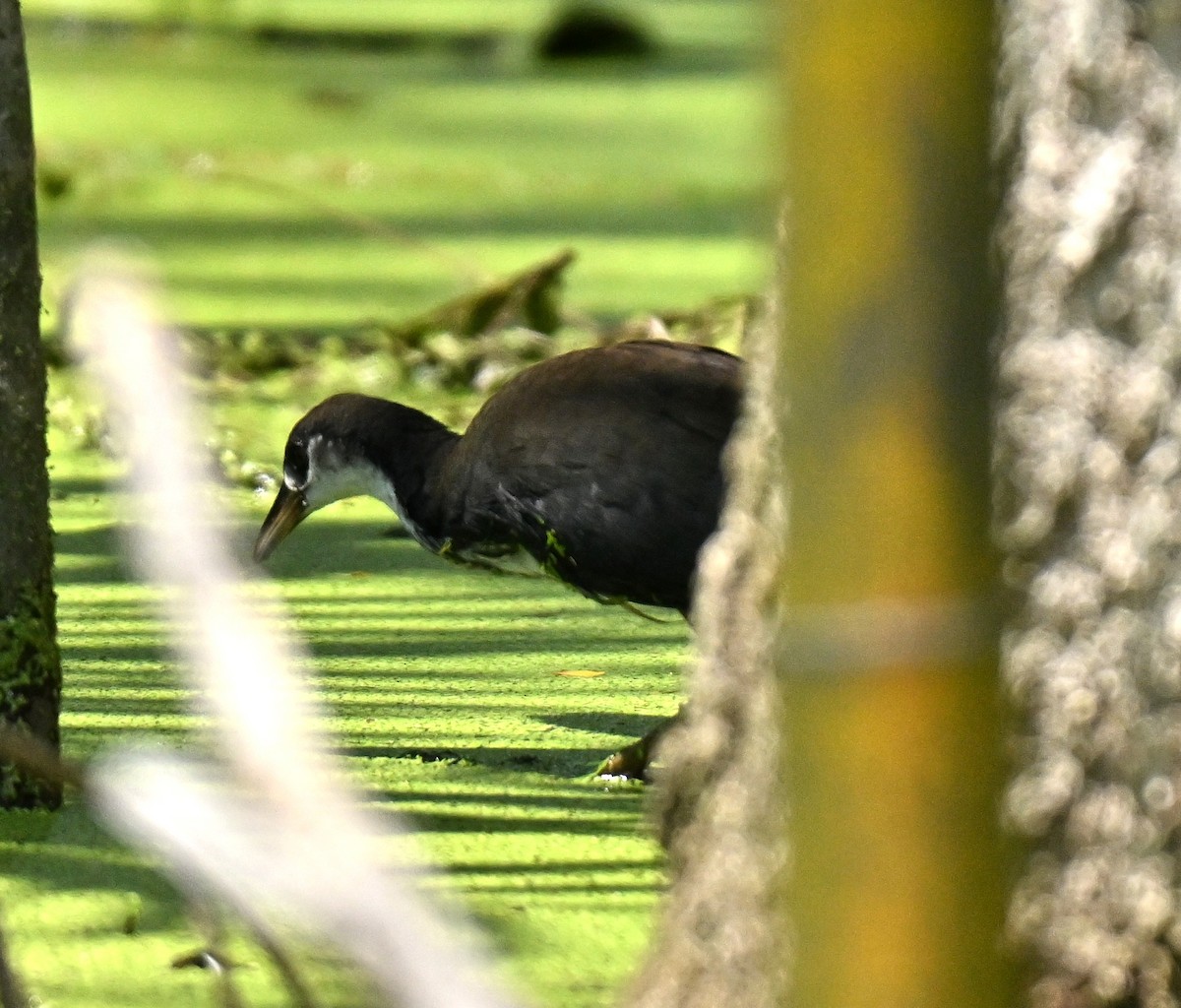 Weißbrust-Kielralle - ML646393517