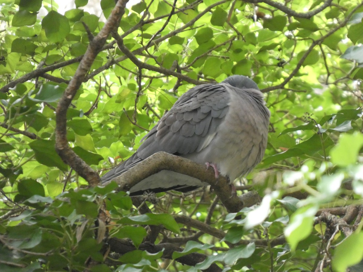 Ringeltaube - ML646393518