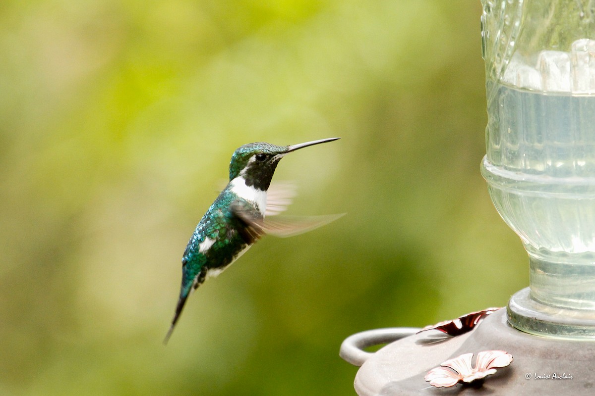 Weißbauchelfe - ML646393519