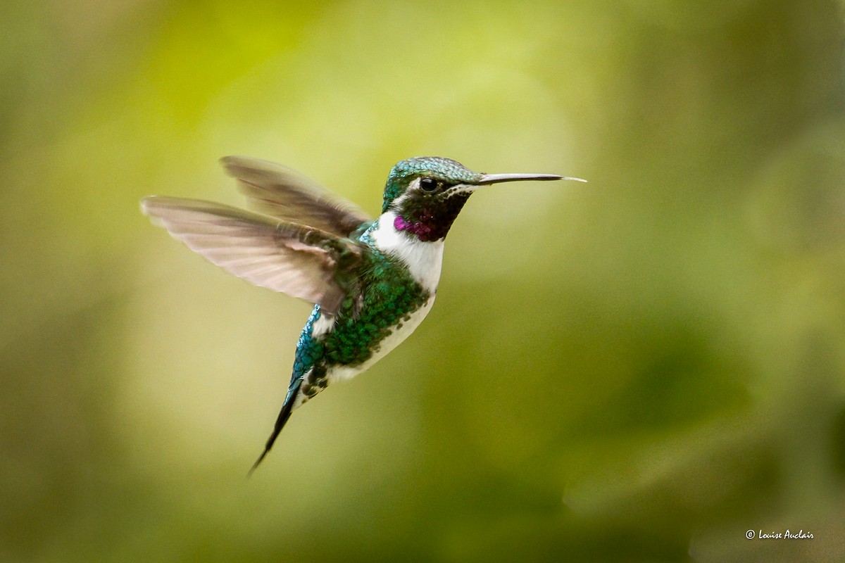 Weißbauchelfe - ML646393520