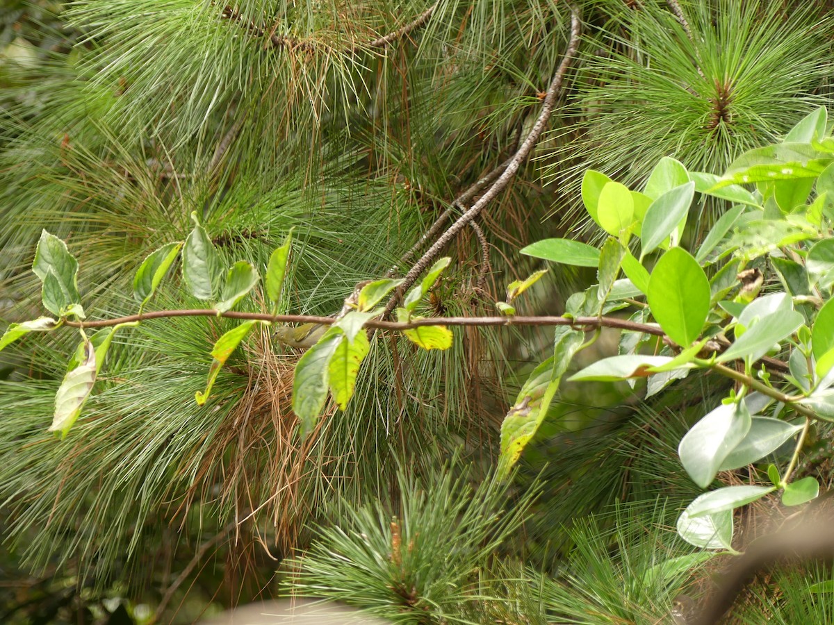 Brauenwaldsänger - ML646393521