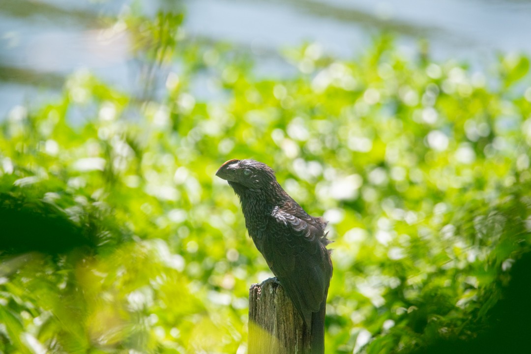 Glattschnabelani - ML646393522