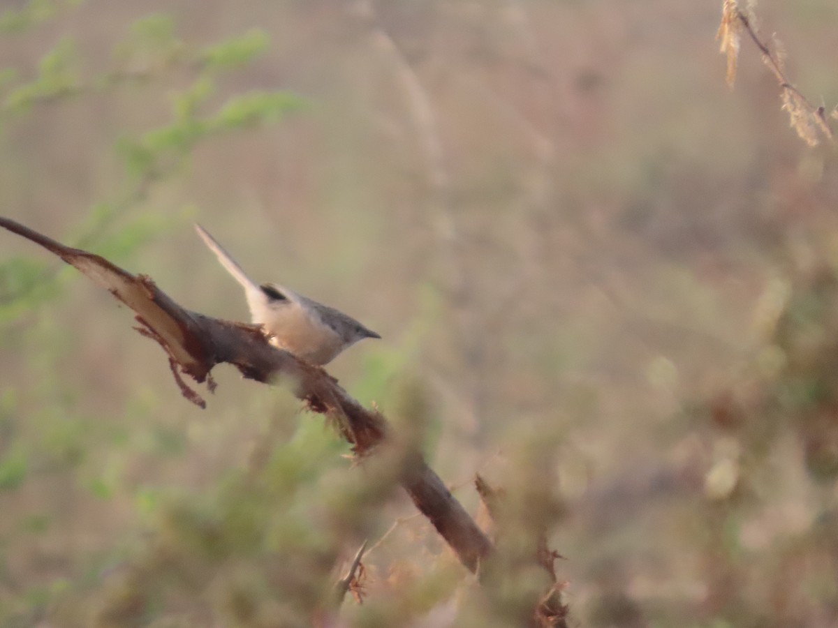 Langschwanz-Drosselhäherling - ML646393527