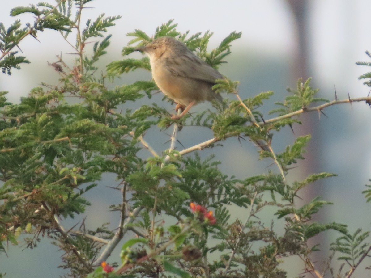 Langschwanz-Drosselhäherling - ML646393528